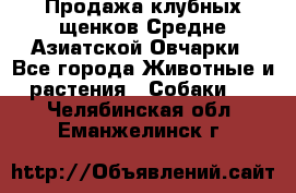 Продажа клубных щенков Средне Азиатской Овчарки - Все города Животные и растения » Собаки   . Челябинская обл.,Еманжелинск г.